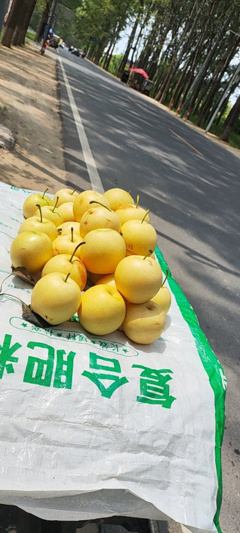 皇冠梨
