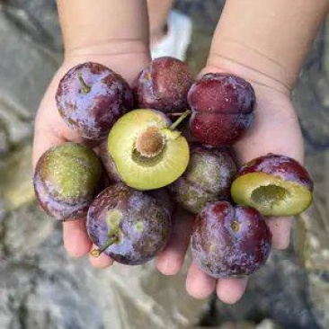 贵州李子，贵州高山露天种植老树脆红李，口感脆甜，欢迎采购