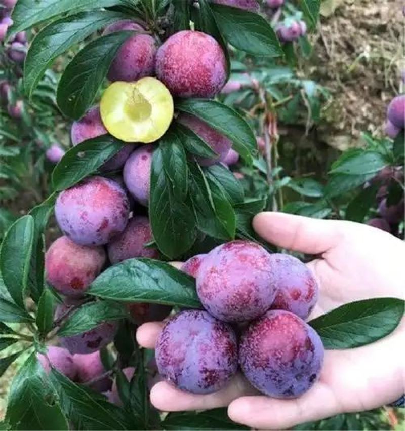贵州李子，贵州高山露天种植老树脆红李，口感脆甜，欢迎采购