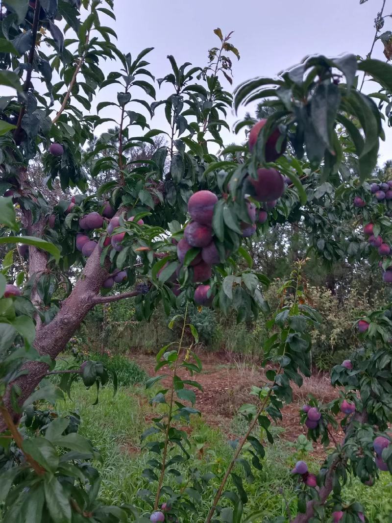 贵州李子，贵州高山露天种植老树脆红李，口感脆甜，欢迎采购