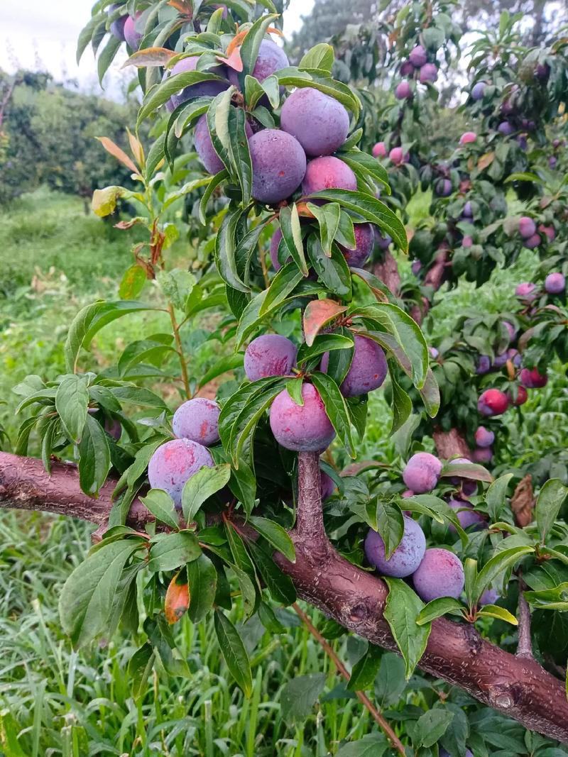 贵州李子，贵州高山露天种植老树脆红李，口感脆甜，欢迎采购