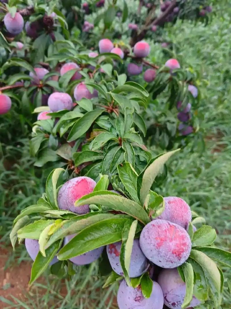 贵州李子，贵州高山露天种植老树脆红李，口感脆甜，欢迎采购