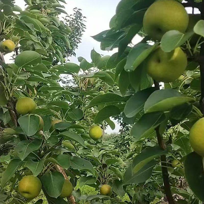果大，色泽好