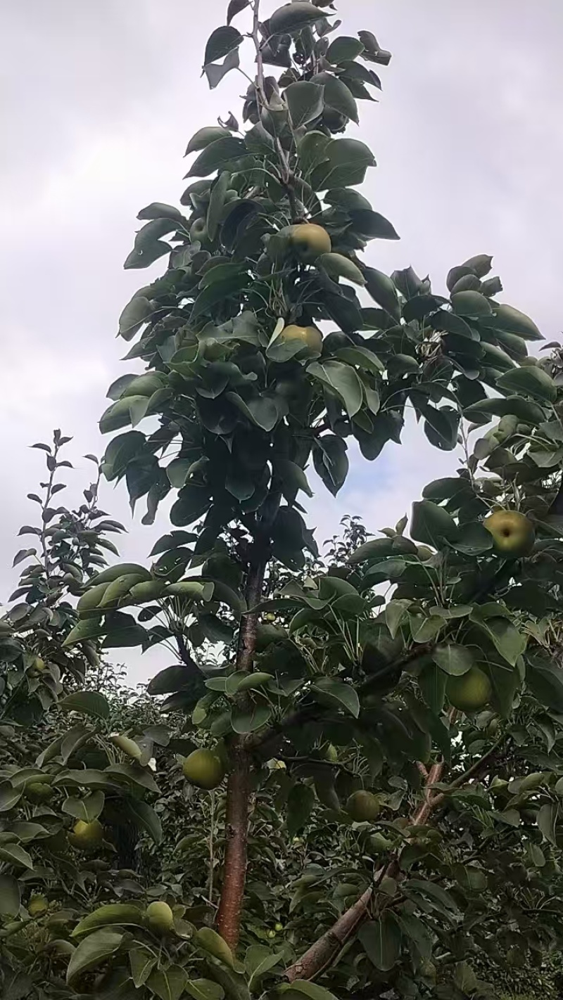 果大，色泽好