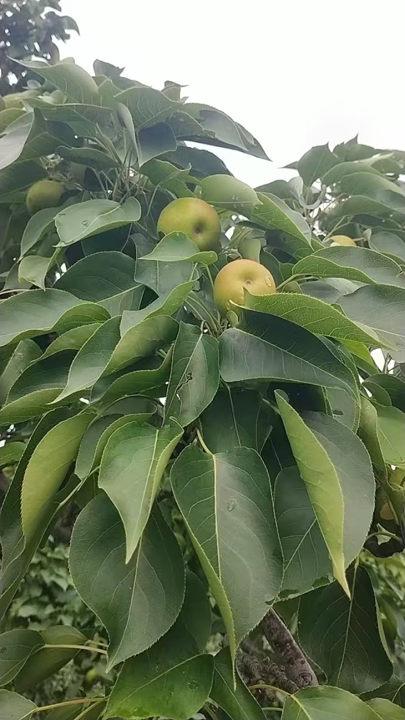 果大，色泽好