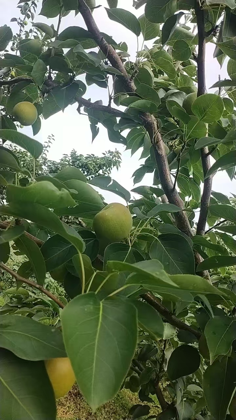 果大，色泽好