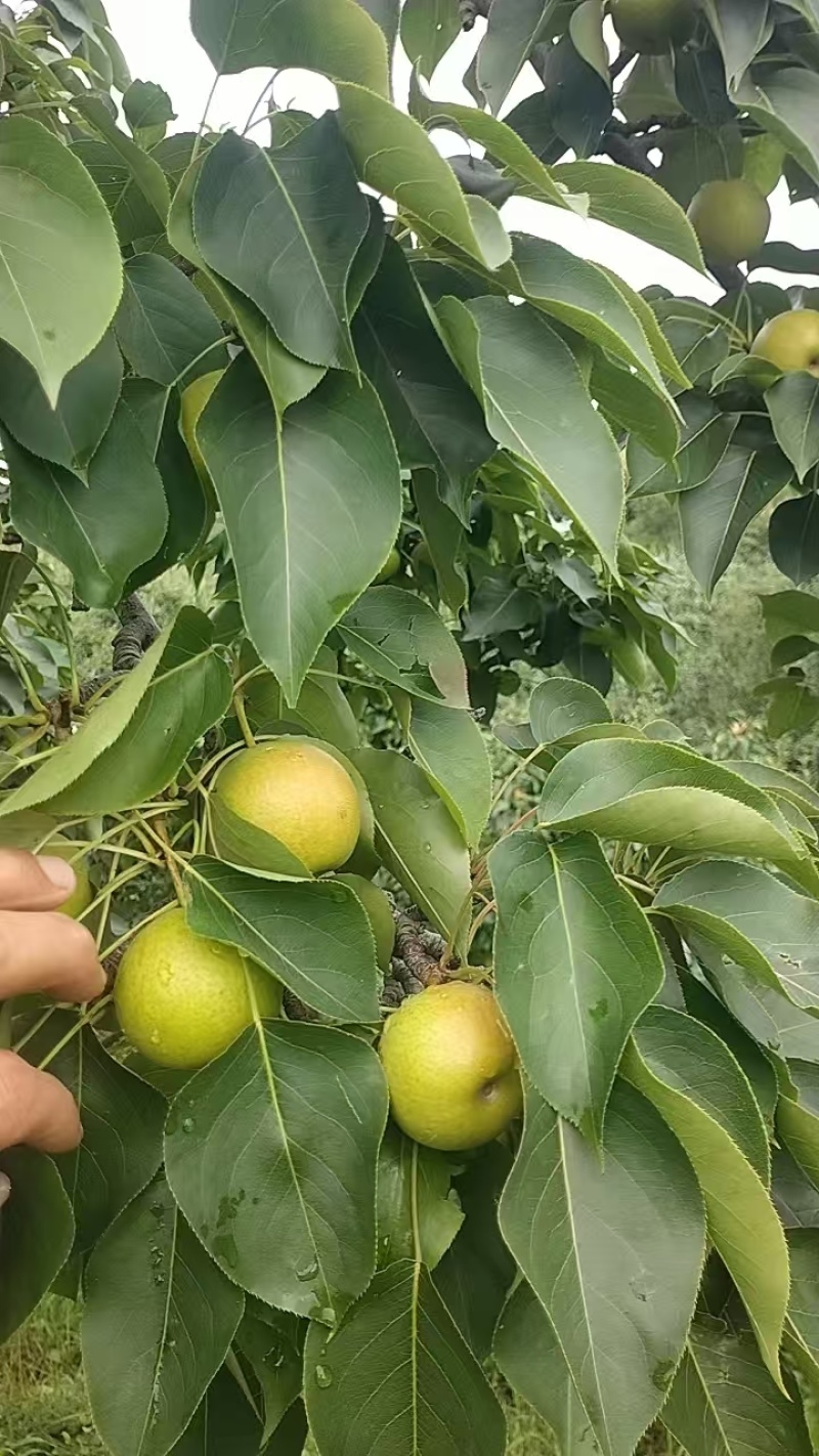 果大，色泽好