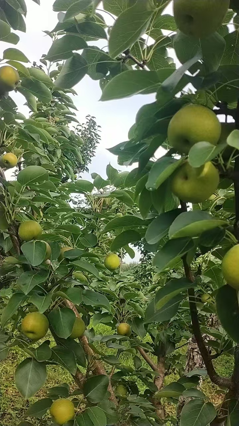果大，色泽好