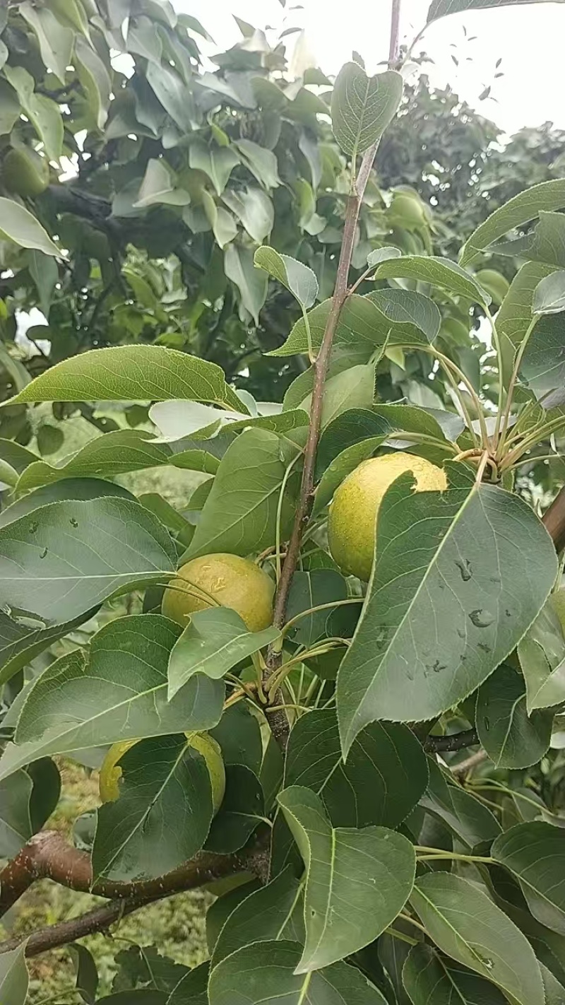 果大，色泽好
