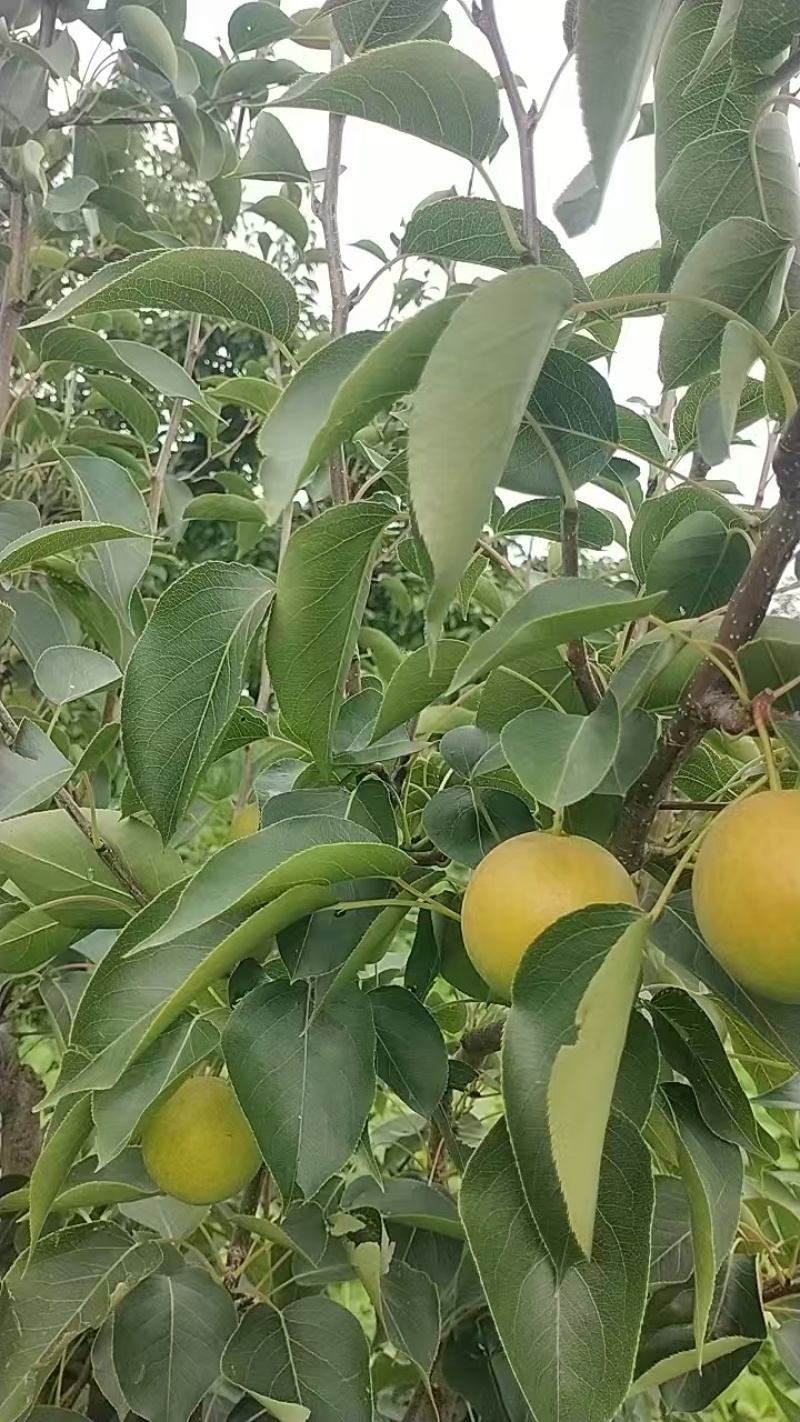 果大，色泽好