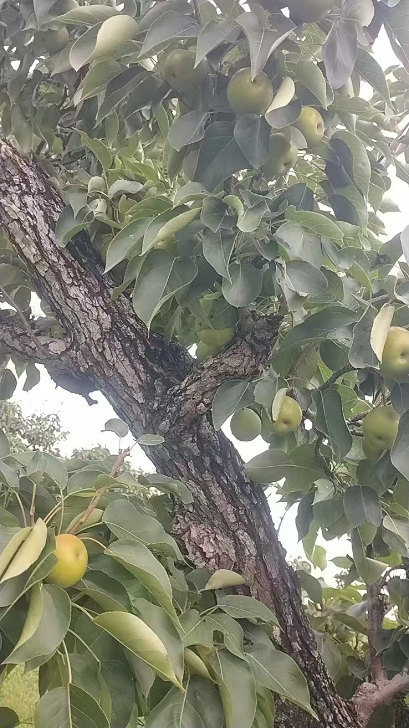 果大，色泽好