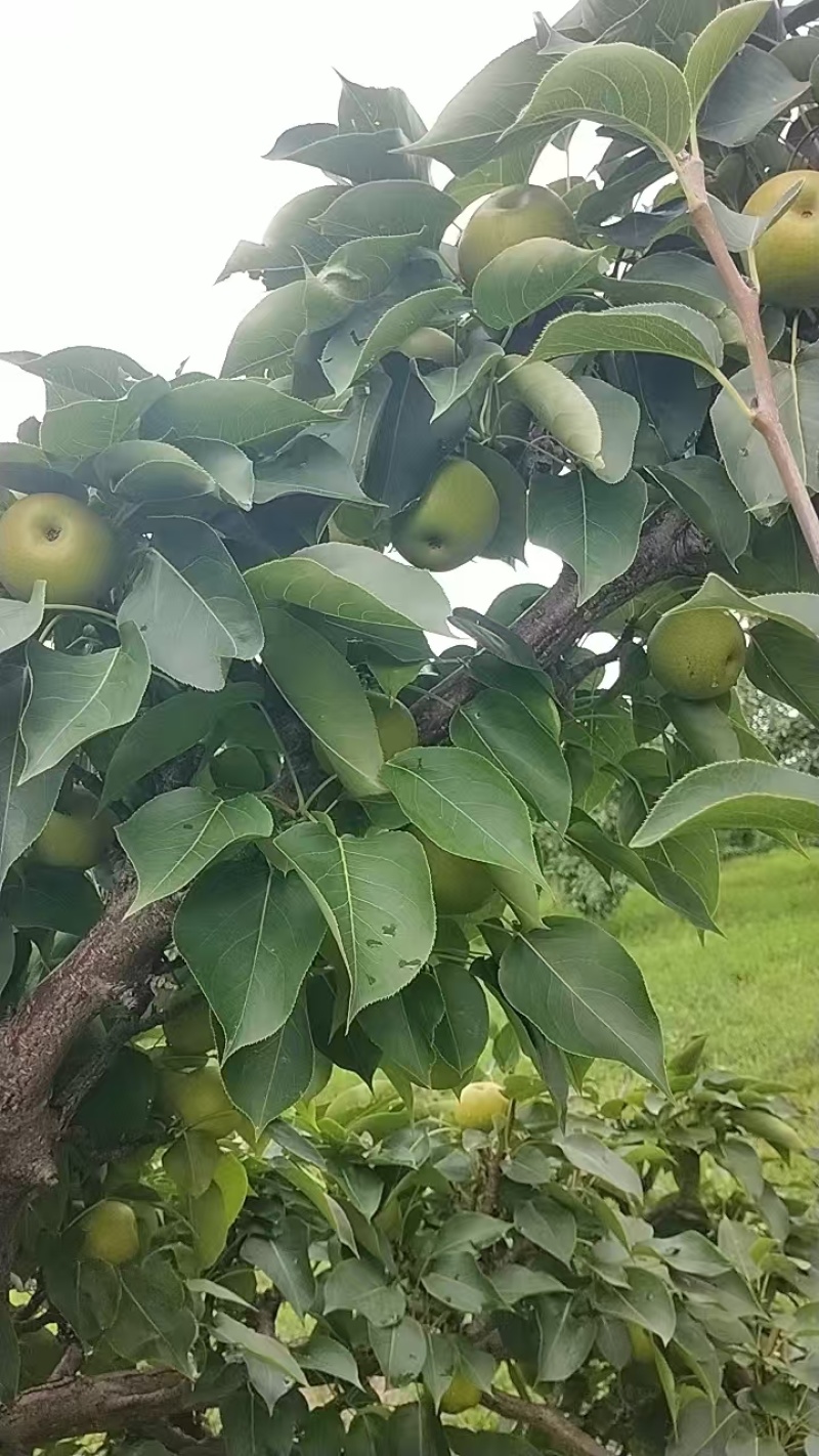 果大，色泽好