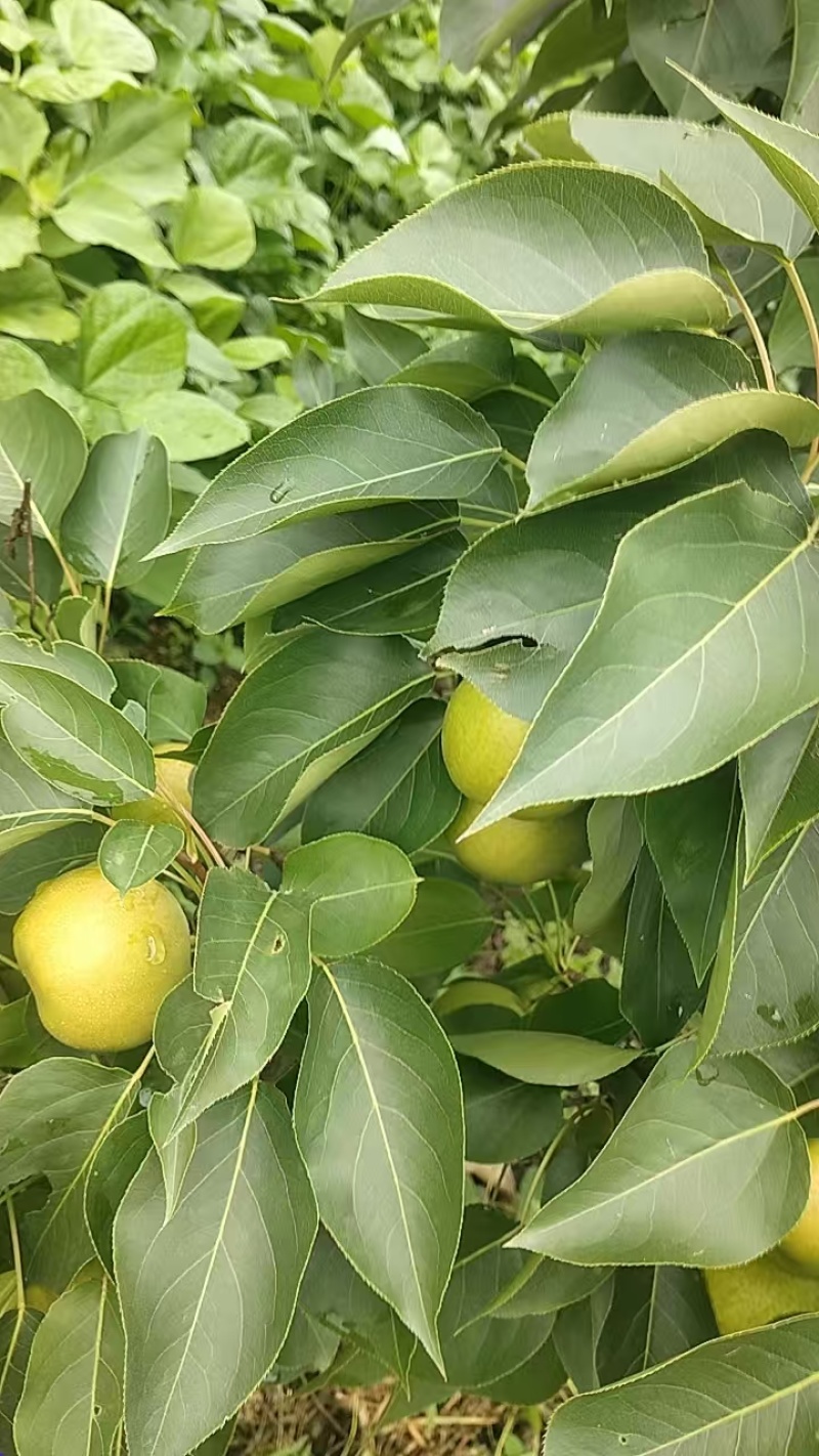 果大，色泽好