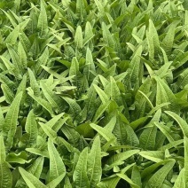 全年供应精品油麦菜等蔬菜系列
