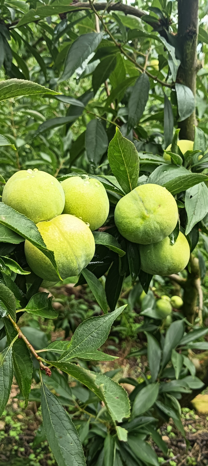 青翠李，