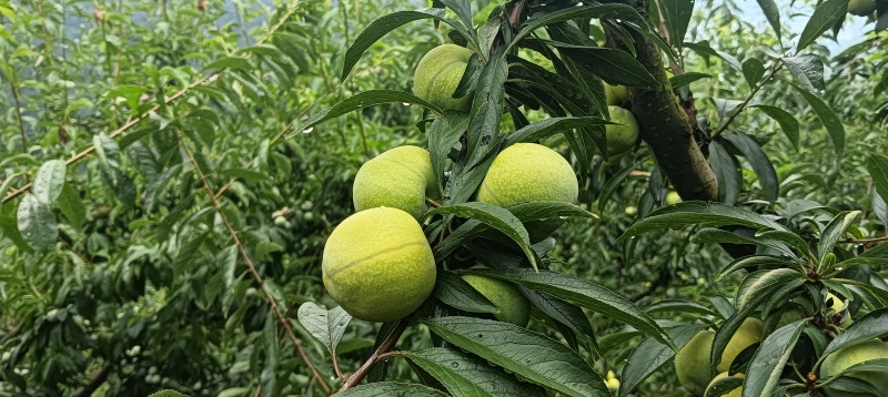 青翠李，