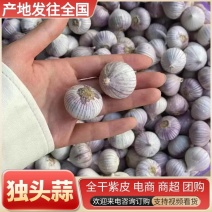 《精选》新蒜/独头蒜&紫皮蒜/全干独头大蒜/可全国发货