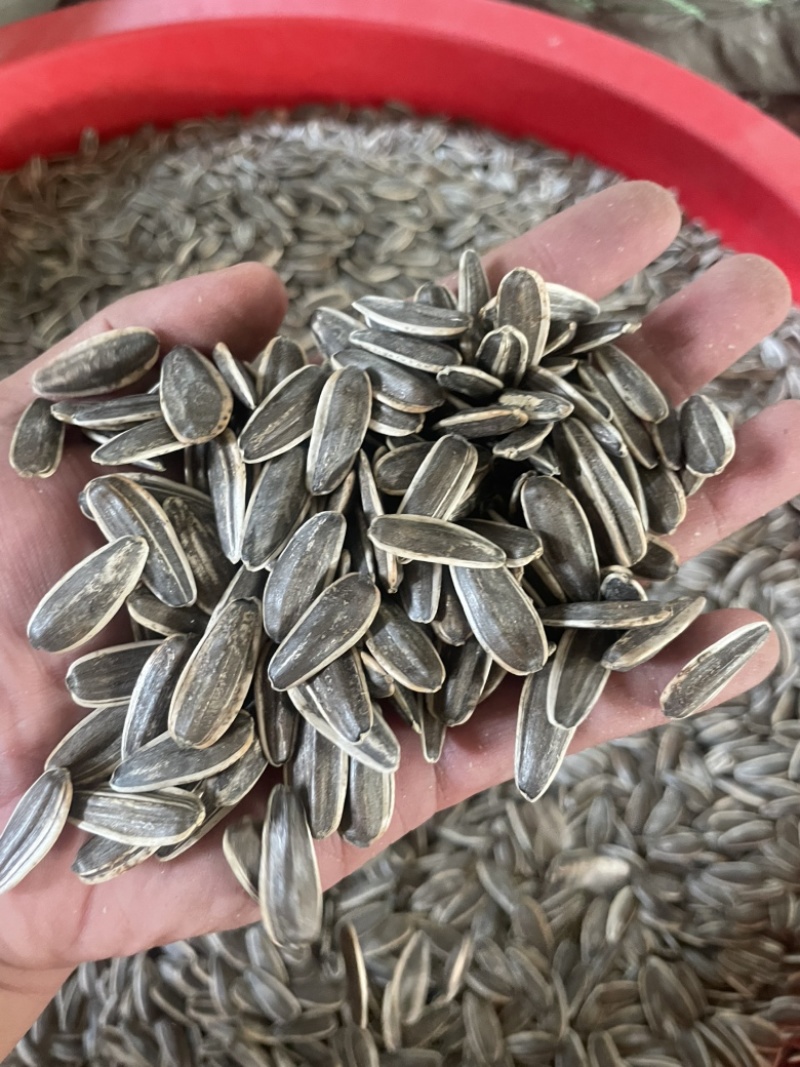 优质电商葵花籽原味瓜子生瓜子电商支持一件代发