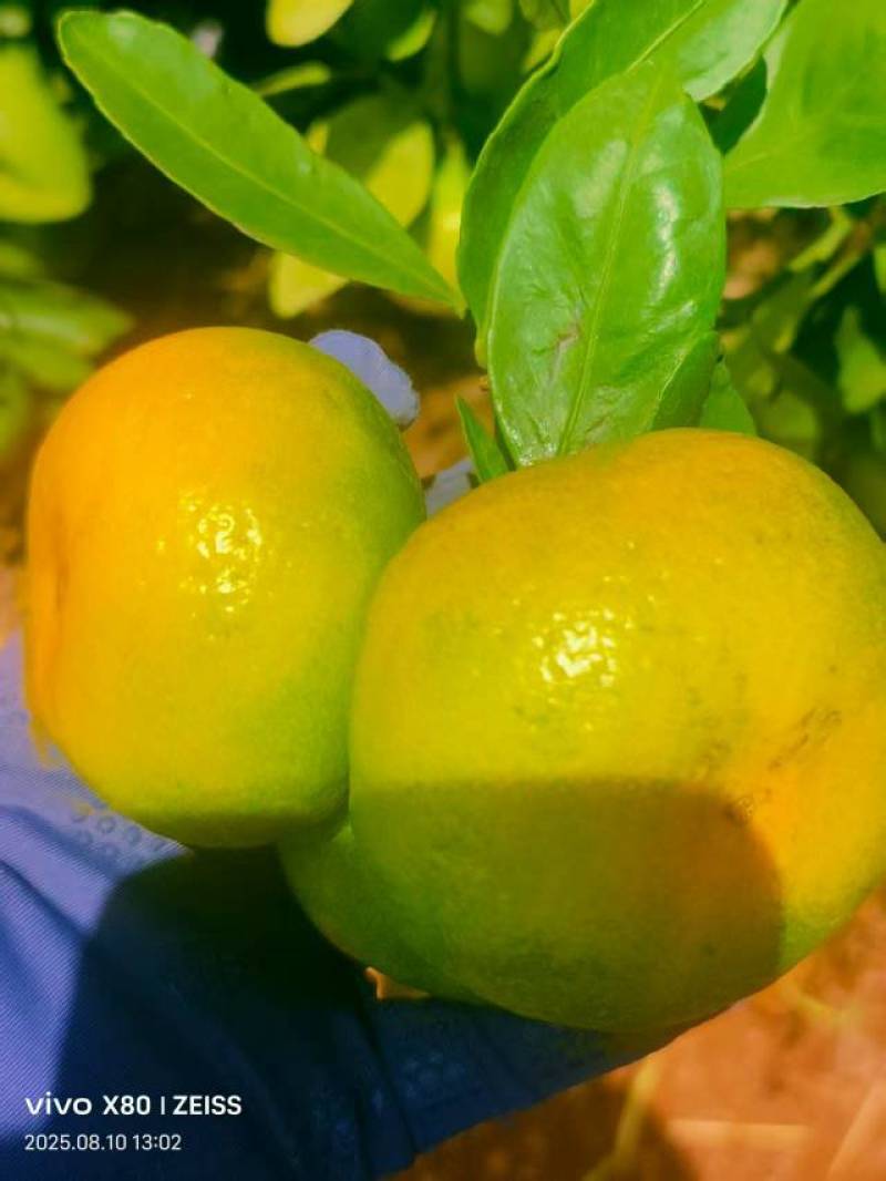 优质高山蜜桔大量有货，一手货源充足量大从优