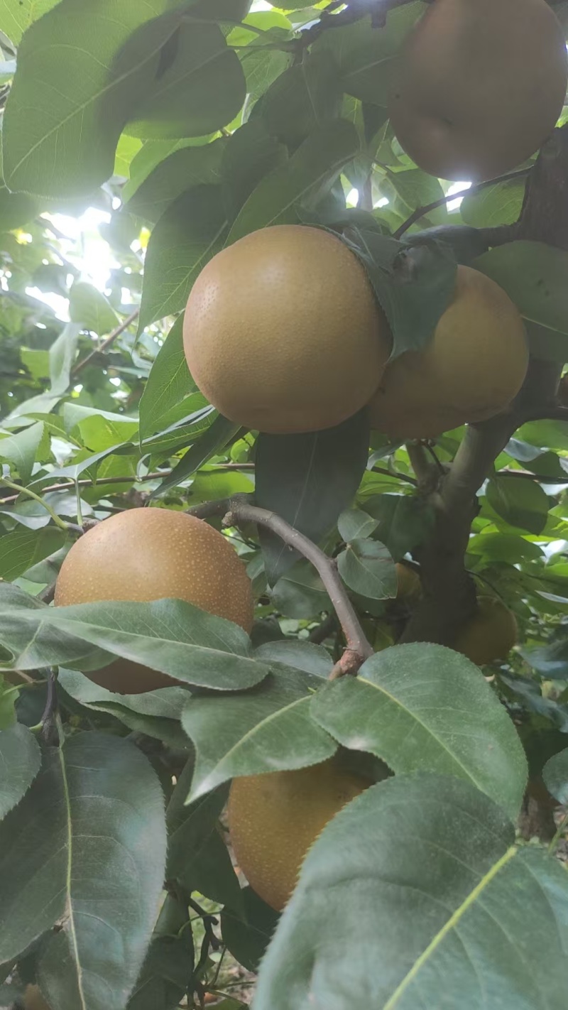 华梨脆甜多汁，入口化渣