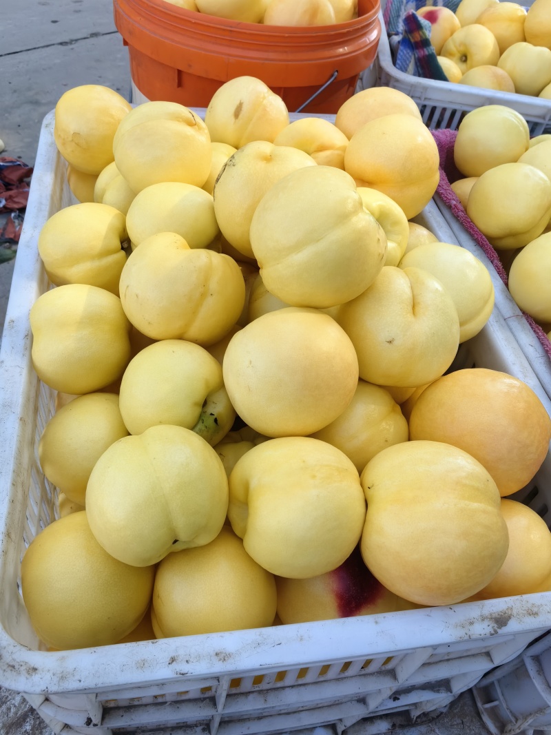 中熹妃，黄油桃，9号，大量上市