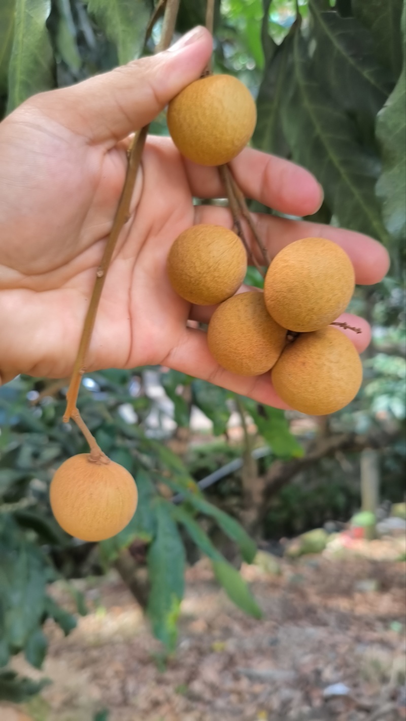 福建漳州龙眼大量上市，产量巨大，物美价廉，需要联系我