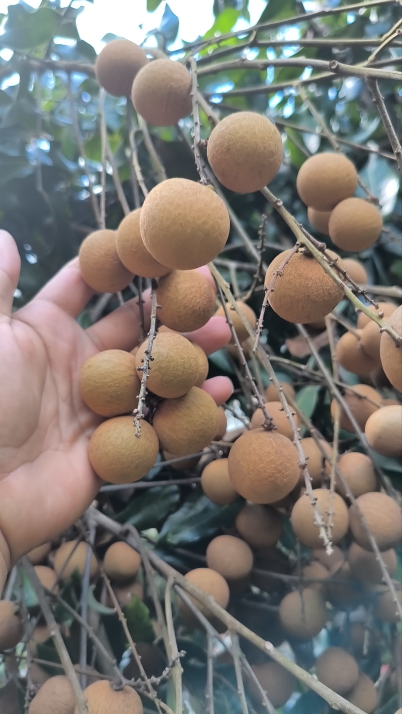 福建漳州龙眼大量上市，产量巨大，物美价廉，需要联系我