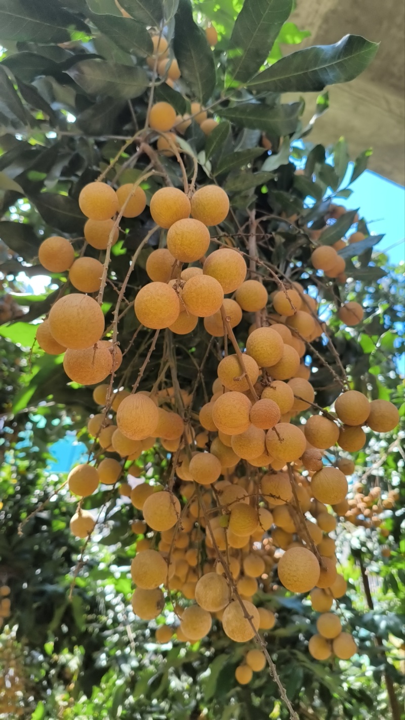 福建漳州龙眼大量上市，产量巨大，物美价廉，需要联系我