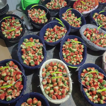 草莓供应，批发代办，量大，需要的老板可以联系，品质保证！