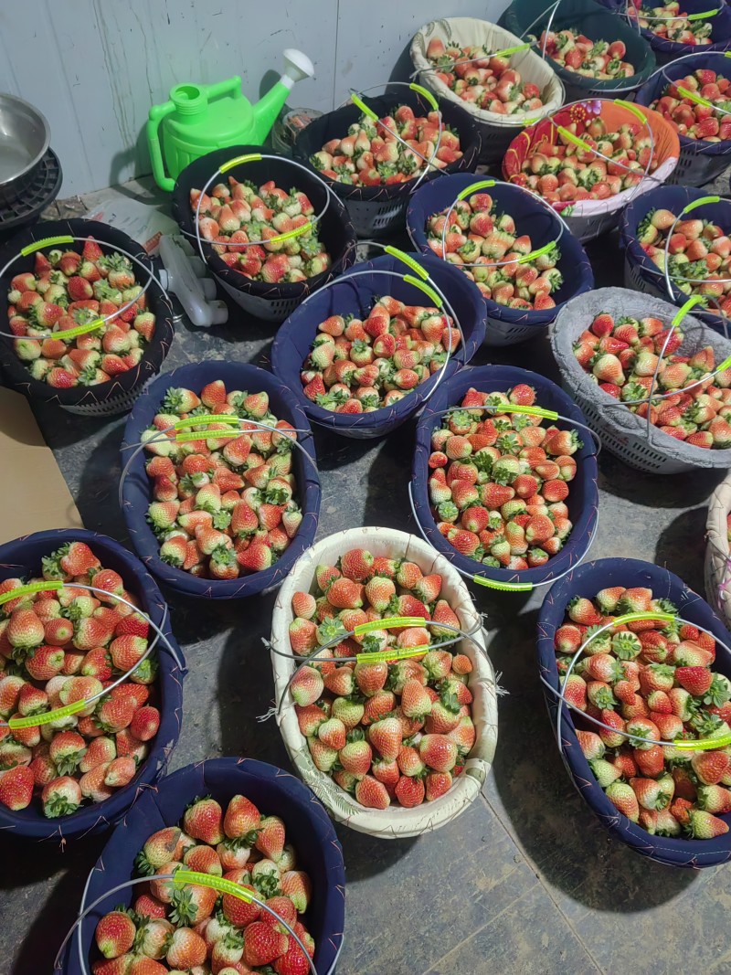 草莓供应，批发代办，量大，需要的老板可以联系，品质保证！
