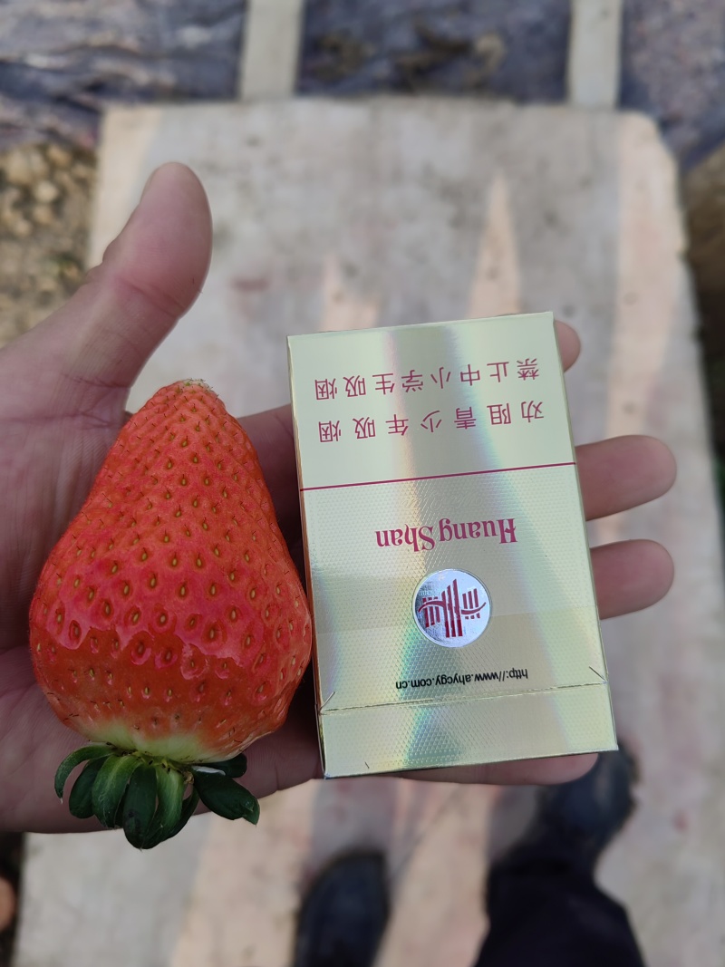 草莓供应，批发代办，量大，需要的老板可以联系，品质保证！