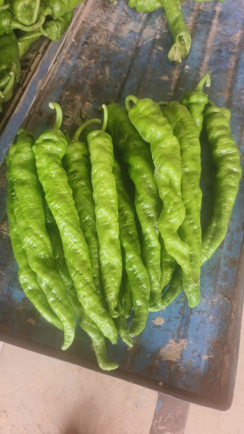 甘肃定西，陇椒大量现货，一手货源，产地直发，代发全国