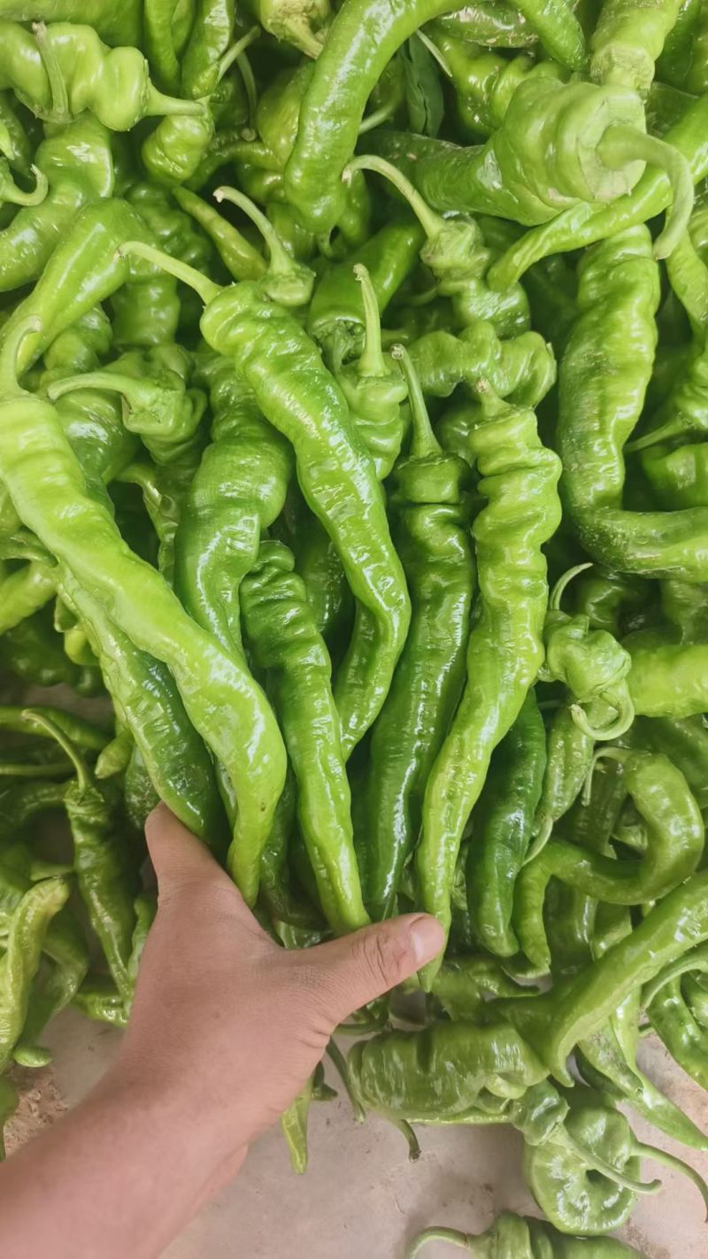 甘肃定西，陇椒大量现货，一手货源，产地直发，代发全国