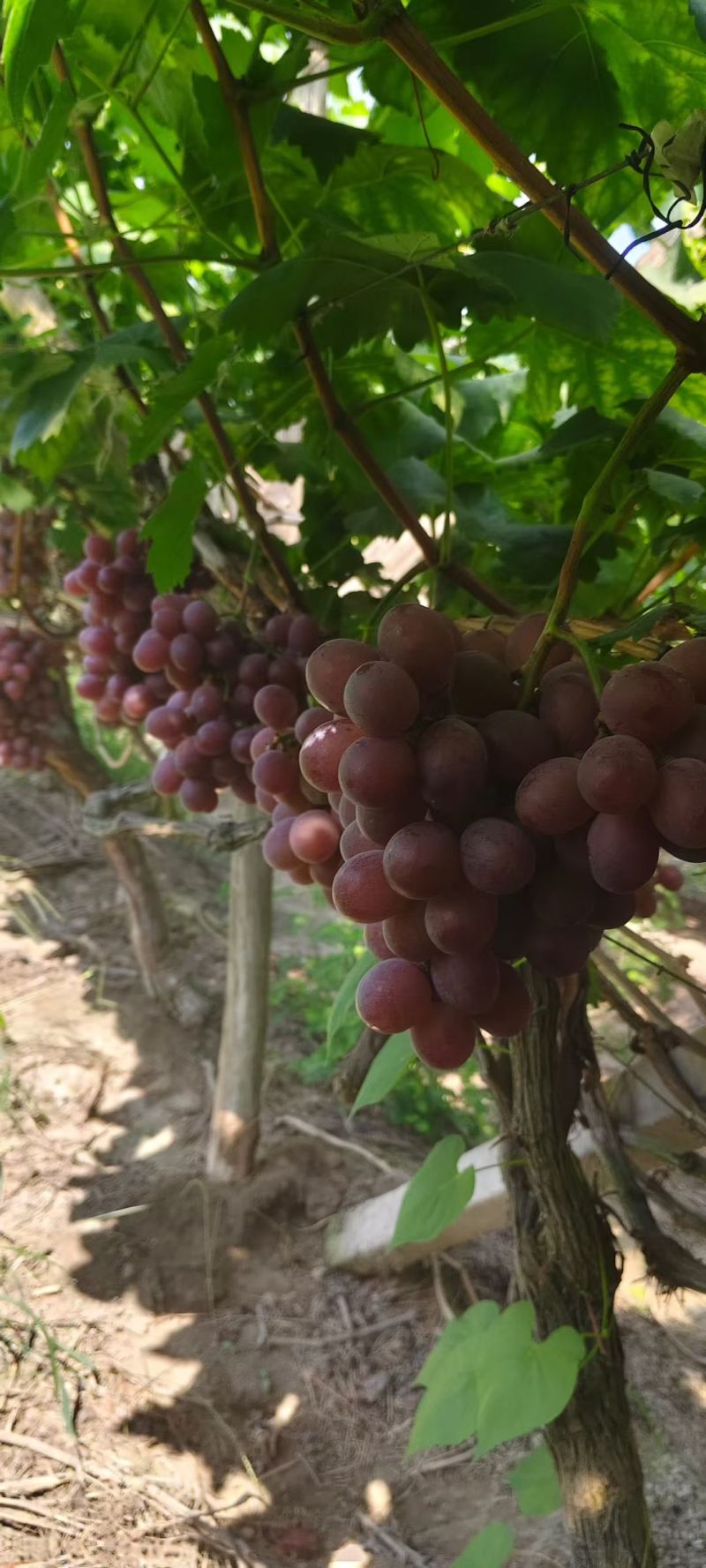 广西桂林资源高山红提