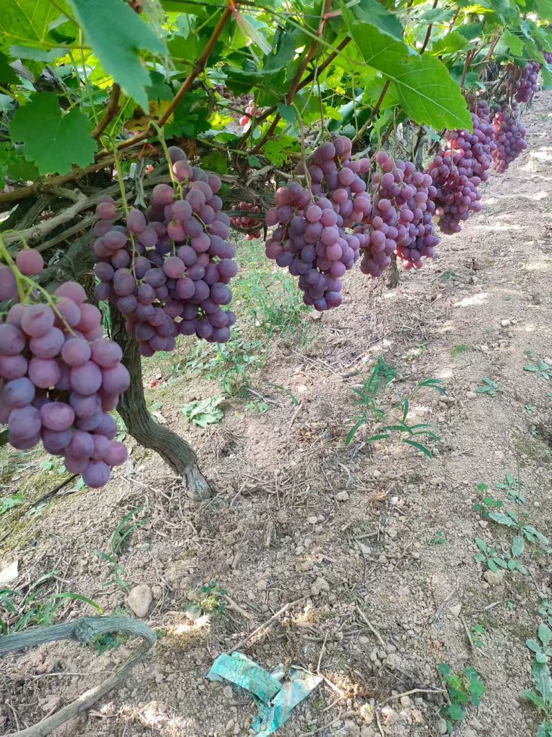 广西桂林资源高山红提