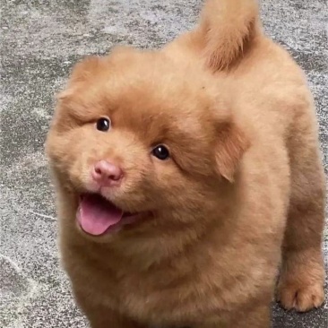 中华田园犬