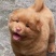 中华田园犬
