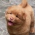 中华田园犬