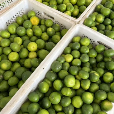 蜜橘小果