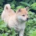 中华田园犬