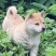 中华田园犬
