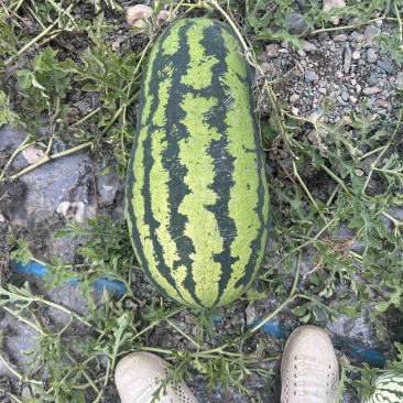 名媛瓜爱马仕
