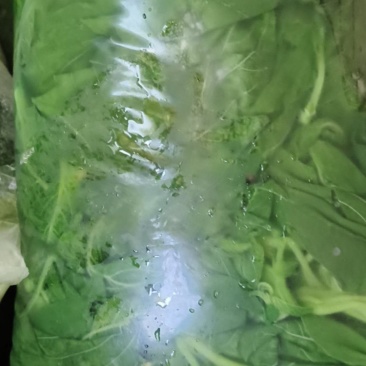 承德野生苋菜