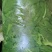 承德野生苋菜