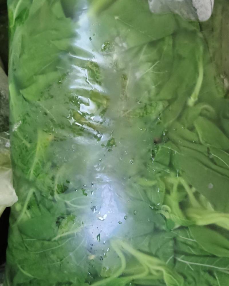 承德野生苋菜