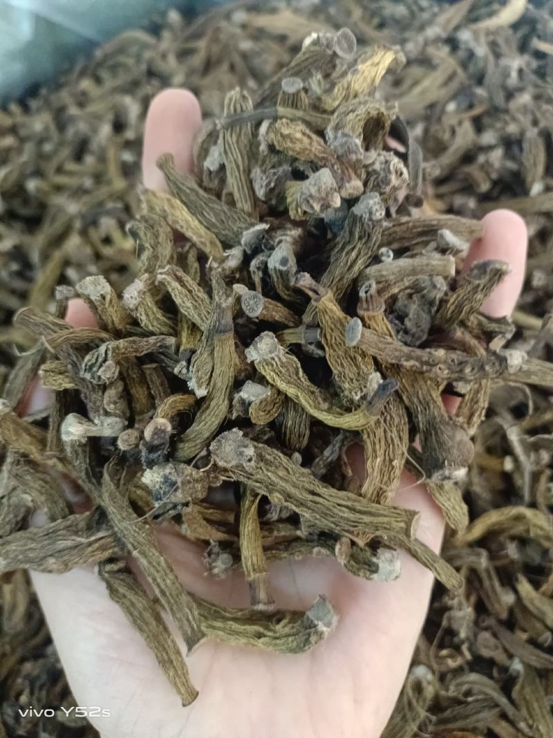 红岩珠