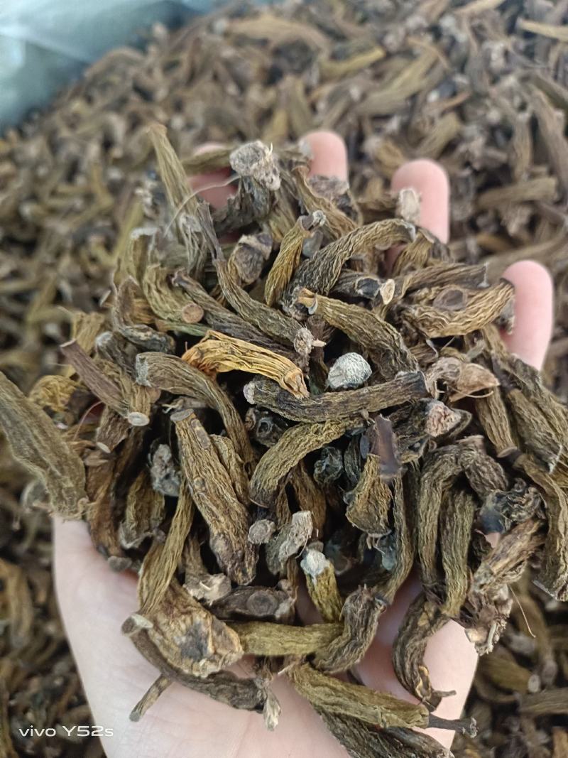 红岩珠