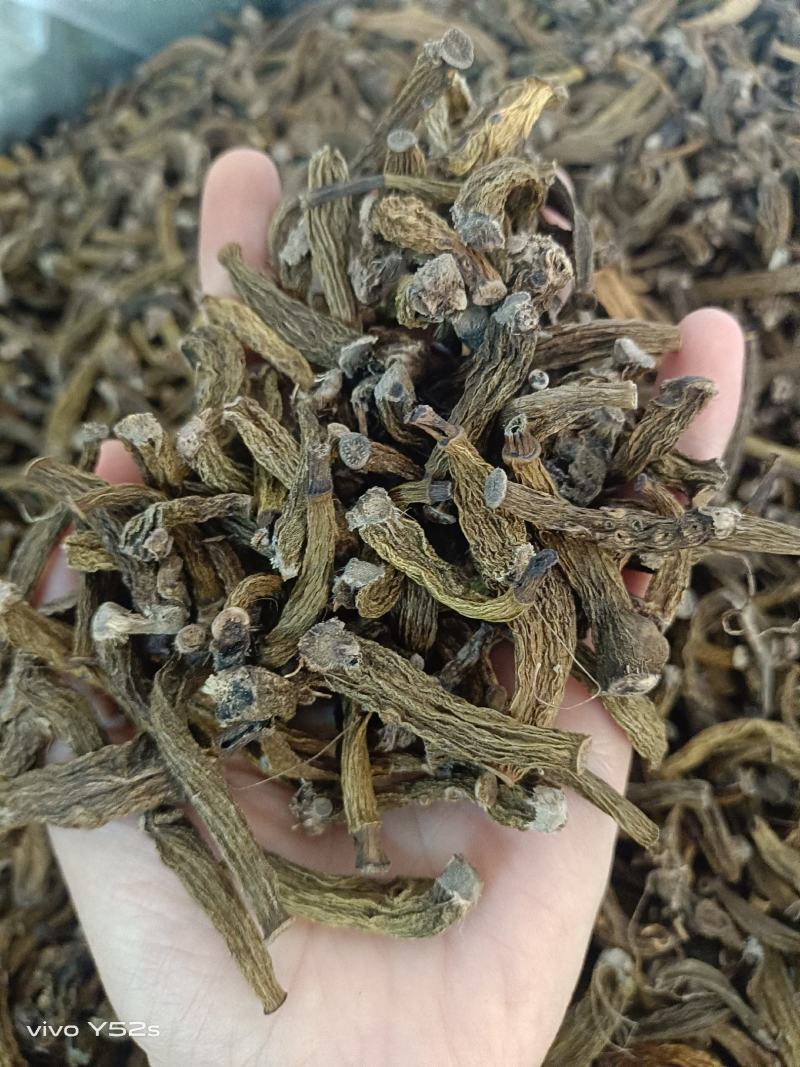 红岩珠