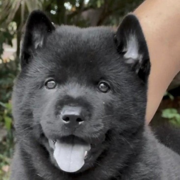 中华田园犬