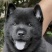中华田园犬